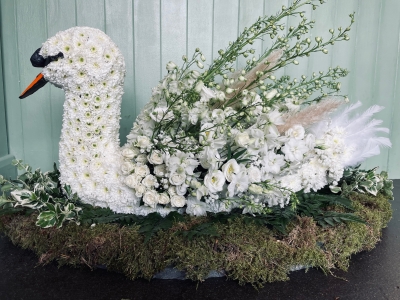 Swan