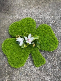 Shamrock Tribute.