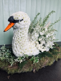 Swan